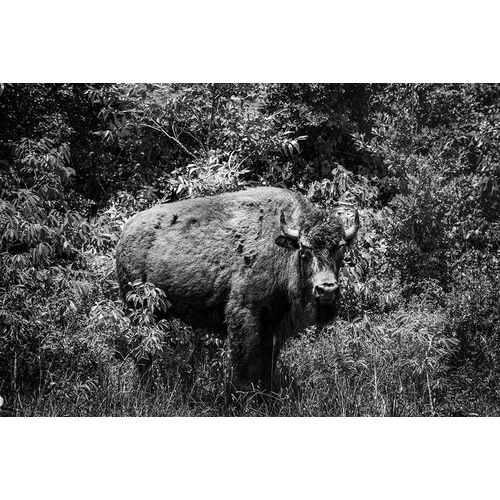 Highsmith, Carol 작가의 American bison-or buffalo-Yellowstone National Park-Wyoming 작품