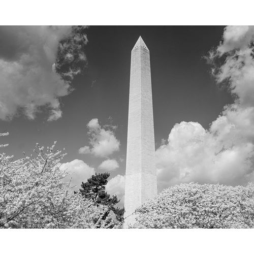 Highsmith, Carol 작가의 Washington Monument and cherry trees 작품