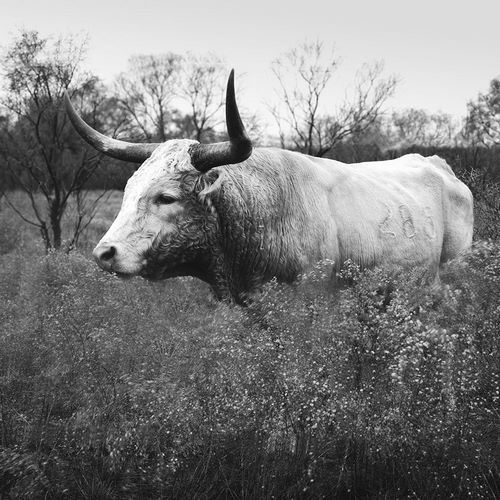 Highsmith, Carol 작가의 Longhorn cattle at Abilene State Historical Park ,Texas 작품