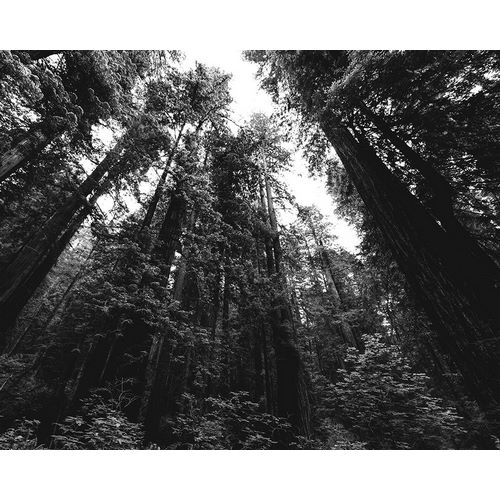 Highsmith, Carol 작가의 Redwood National and State Park-United States-Northern California 작품