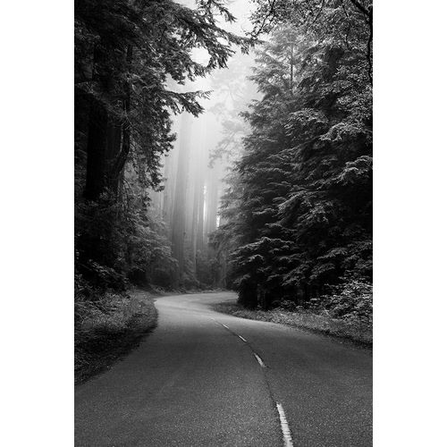 Highsmith, Carol 작가의 Redwood National and State Park on U.S. 101 California 작품