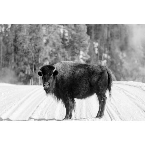 Highsmith, Carol 작가의 American bison Yellowstone National Park Wyoming 작품