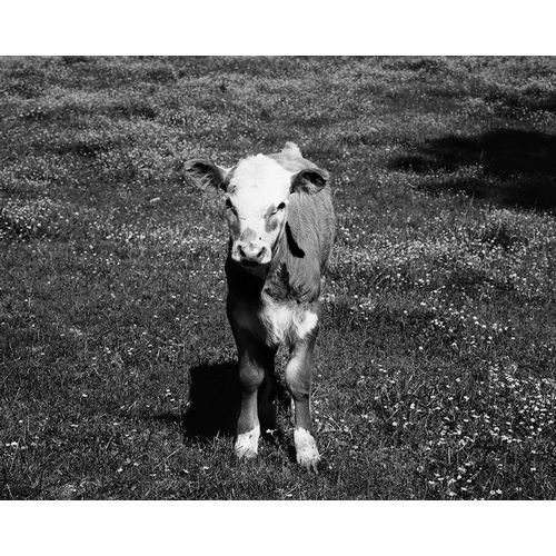 Highsmith, Carol 작가의 Young calf standing in a field in rural Alabama 작품