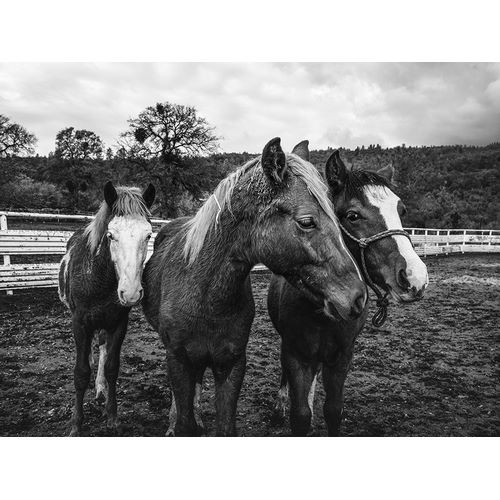 Highsmith, Carol 작가의 Yearlings on a ranch in Red River County Detroit-Texas 작품