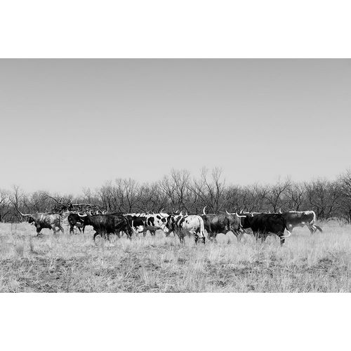 Highsmith, Carol 작가의 Longhorn cattle grazing near Fort Griffin Texas 작품