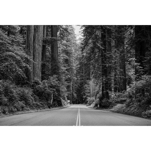 Highsmith, Carol 작가의 Redwood National and State Park on U.S. 101 in Northern California 작품
