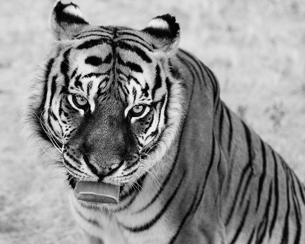 Highsmith, Carol 작가의 Tiger at the Wild Animal Sanctuary-Keenesburg-Colorado 작품