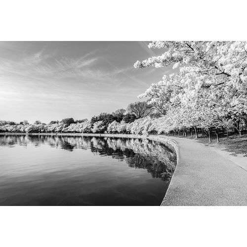 Highsmith, Carol 작가의 Potomac River Tidal Basin during Washingtons spring Cherry Blossom Festival 작품