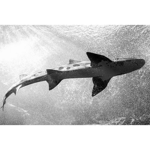 Highsmith, Carol 작가의 Whale Shark at The Monterey Bay Aquarium-California 작품