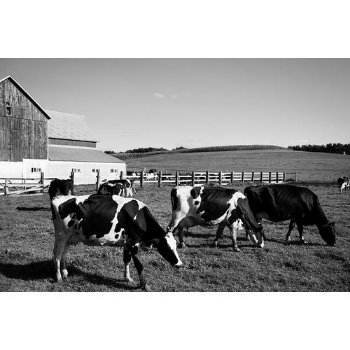 Highsmith, Carol 작가의 Holstein dairy cows Westby-Vernon County-Wisconsin 작품