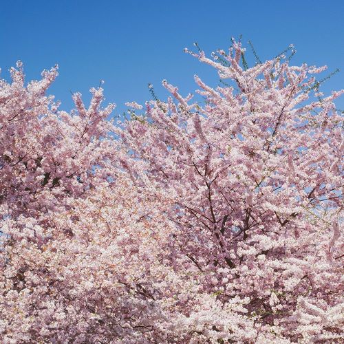 Highsmith, Carol 작가의 Cherry blossoms Washington Monument in Washington D.C. 작품