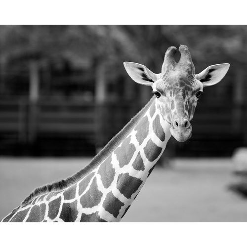 Highsmith, Carol 작가의 Giraffe at The Montgomery Zoo in Oak Park 작품
