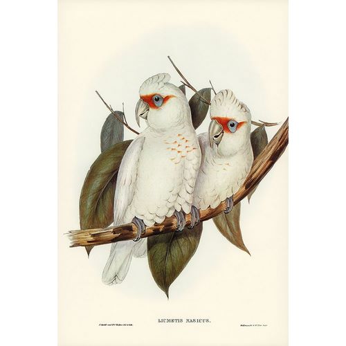 Gould, John 작가의 Long-billed Cockatoo-Licmetis nasicus 작품