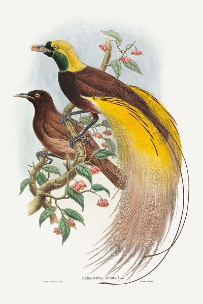 Gould, John 작가의 Bird of Paradise-Paradisea apoda 작품
