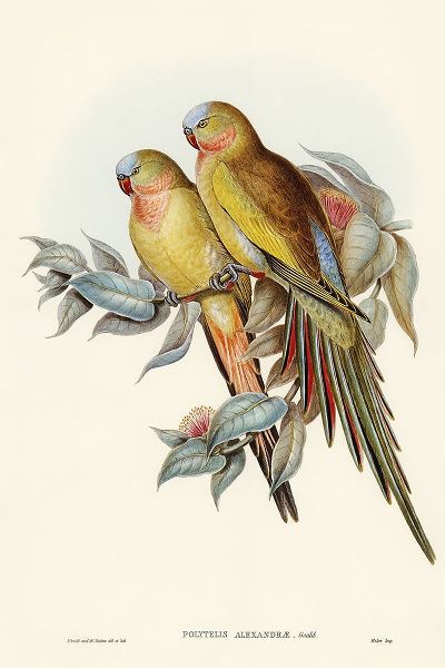 Gould, John 작가의 The Princess of Waless Parakeet-Polytelis Alexandrae 작품