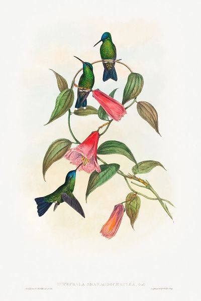 Gould, John 작가의 Eucephala smaragdocaerulea-Goulds Wood Nymph 작품