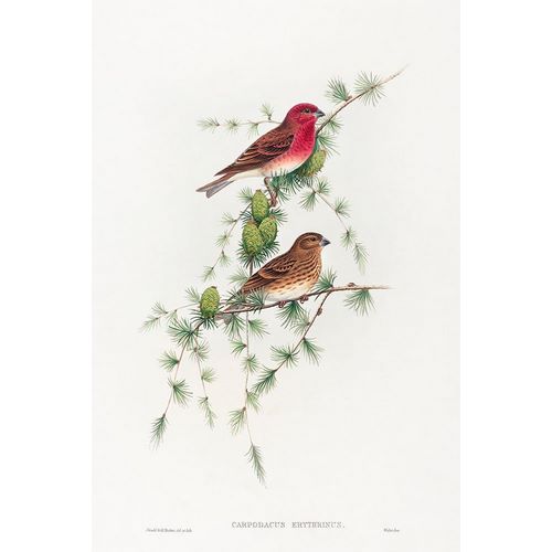 Gould, John 작가의 Carpodacus erythrinus-Common Rose Finch 작품