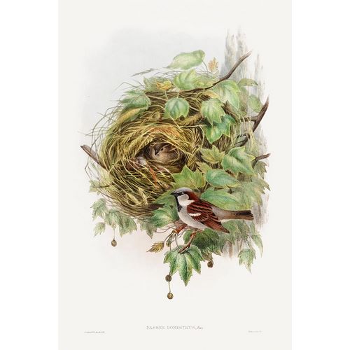 Gould, John 작가의 Passer Domesticus-House Sparrow 작품