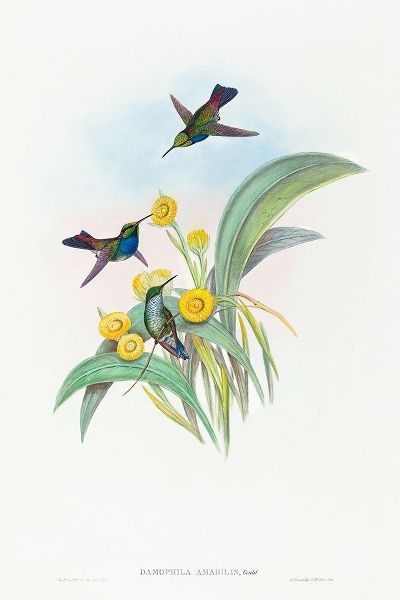 Gould, John 작가의 Damophila amabilis-Blue-breasted Hummingbird 작품