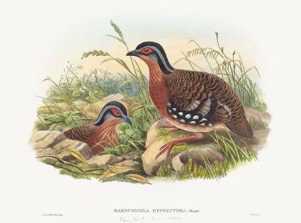 Gould, John 작가의 Rufous-breasted Bamboo Partridge-Bambusicola Hyperythra 작품