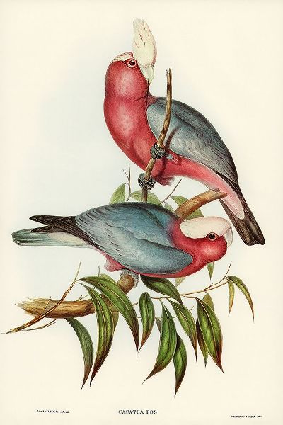 Gould, John 작가의 Cacatua Eos-Rose-breasted Cockatoo 작품