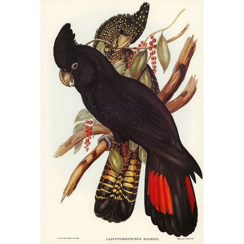 Gould, John 작가의 Banksian Cockatoo-Calyptorhynchus Banksii 작품