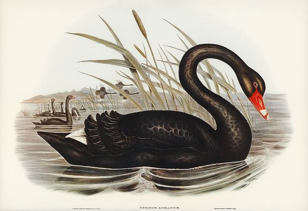 Gould, John 작가의 Black Swan-Cygnus atratus 작품