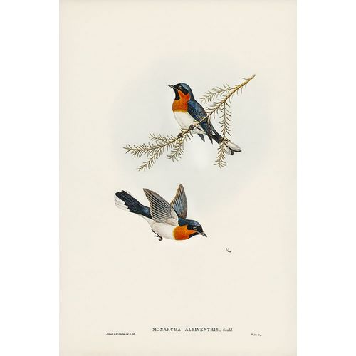 Gould, John 작가의 White-bellied Flycatcher-Monarcha albiventris 작품