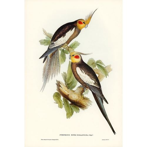 Gould, John 작가의 Cockatoo Parakeet-Nymphicus Novae Hollandiae 작품