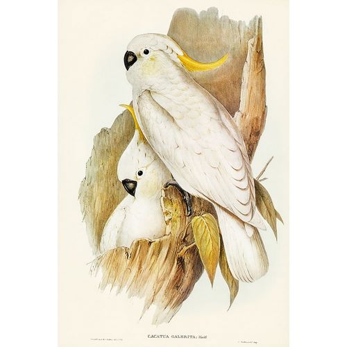 Gould, John 작가의 Crested Cockatoo-Cacatua galerita 작품