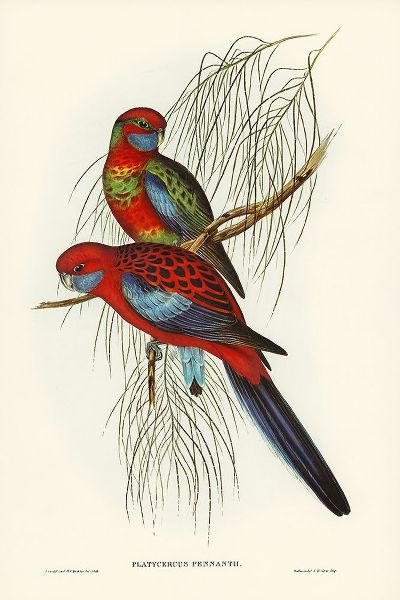 Gould, John 작가의 Pennants Parakeet-Platycercus Pennantii 작품