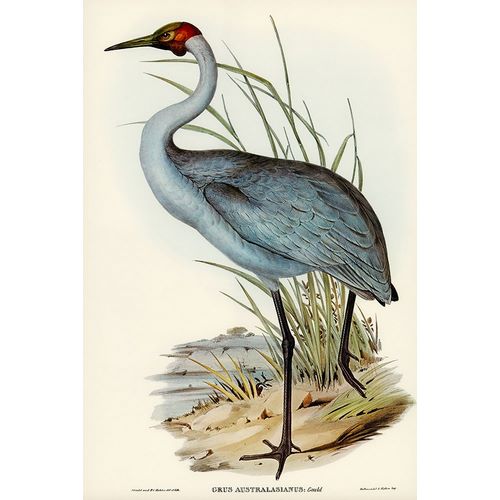 Gould, John 작가의 Australian Crane-Grus Australasianus 작품