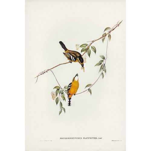 Gould, John 작가의 Yellow-breasted Flycatcher-Machaerirhynchus flaviventer 작품