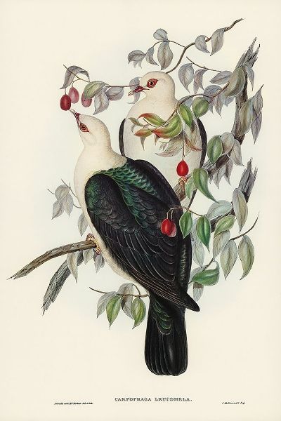 Gould, John 작가의 White-headed Fruit Pigeon-Carpophaga leucomela 작품
