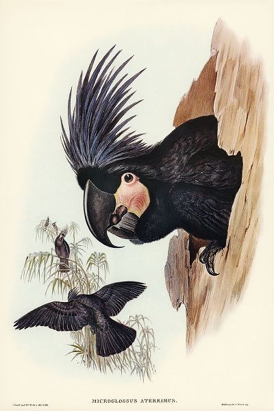 Gould, John 작가의 Great Palm-Cuckatoo-Microglossus aterrimus 작품