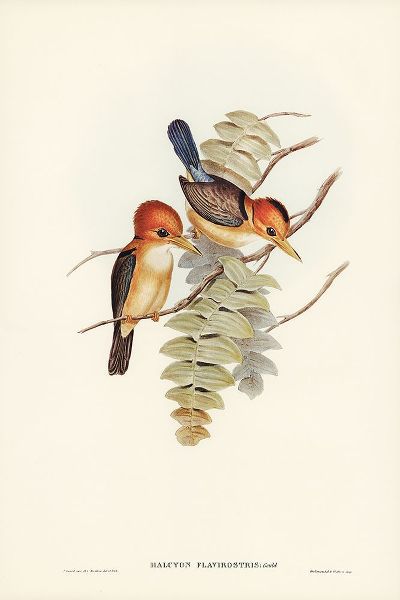 Gould, John 작가의 Yellow-billed Kingfisher-Halcyon flavirostris 작품