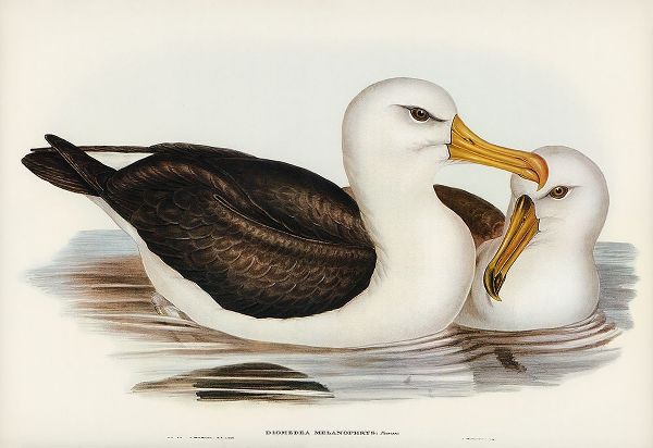 Gould, John 작가의 Black-eyebrowed Albatros-Diomedea melanophrys 작품