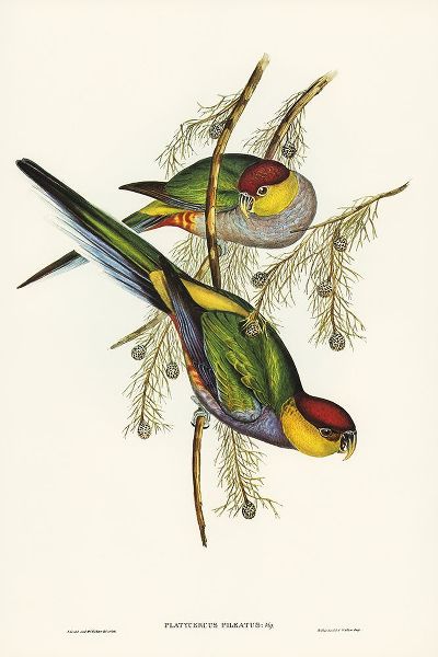 Gould, John 작가의 Red-capped Parakeet-Platycercus pileatus 작품