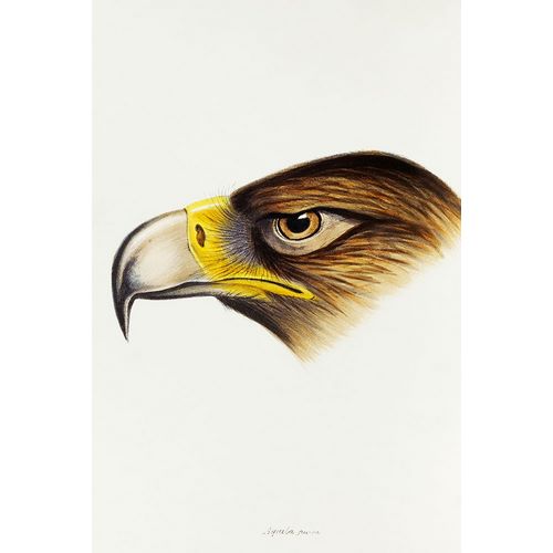 Gould, John 작가의 Wedge-tailed Eagle-Aquila fucosa 작품