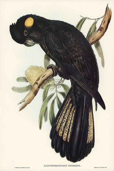 Gould, John 작가의 Funereal Cockatoo-Calyptorhynchus funereus 작품