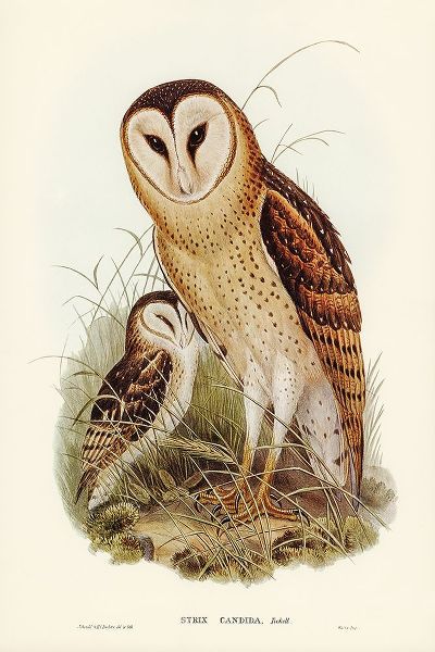 Gould, John 작가의 Grass-Owl-Strix candida 작품