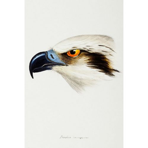 Gould, John 작가의 White-headed Osprey-Pandion leucocephalus 작품