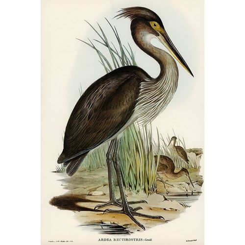 Gould, John 작가의 Great-billed Heron-Ardea rectirostris 작품