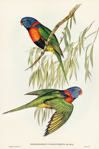 Gould, John 작가의 Red-collared Lorikeet-Trichoglossus rubritorquis 작품