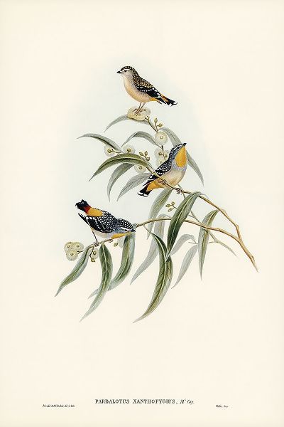 Gould, John 작가의 Yellow-rumped Pardalote-Pardalotus xanthopygius 작품
