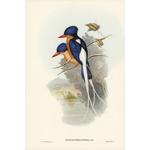 Gould, John 작가의 White-tailed Tanysiptera-Tanysiptera Sylvia 작품