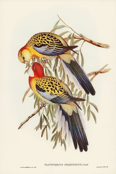 Gould, John 작가의 Splendid Parakeet-Platycercus splendidus 작품