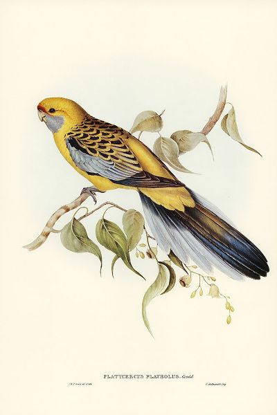 Gould, John 작가의 Yellow-rumped Parakeet-Platycercus flaveolus 작품