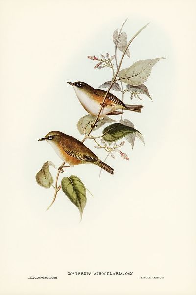Gould, John 작가의 White-breasted Zosterops-Zosterops albogularis 작품