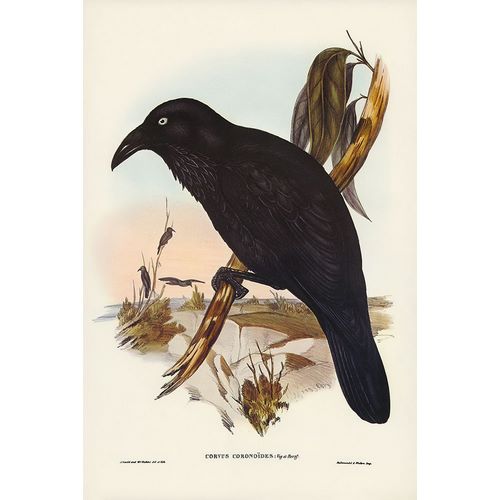 Gould, John 작가의 White-eyed Crow-Corvus Coronoides 작품